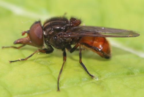Réf. 356 519 : Rhingia campestris